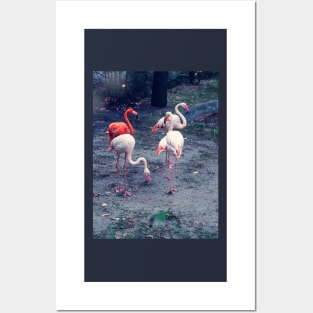 Pink and red flamingos Posters and Art